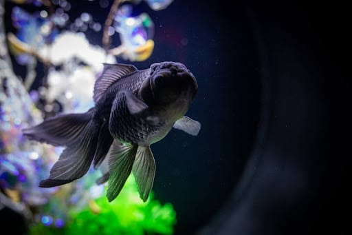 Black Moor Goldfish: Care, Feeding, and Breeding Essentials Complete Guide