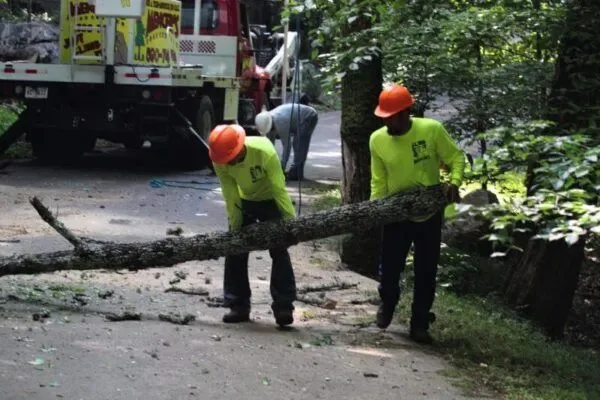Mencer's Tree Service East Tennessee’s Tree Care Experts